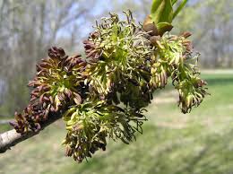 More images for fruit of ash tree » White Ash Purdue Fort Wayne