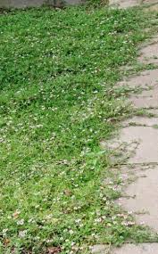 Teppichverbene Summer Pearls Blutenrasen Ohne Mahen Garten Pflanzen Rasen Vorgarten