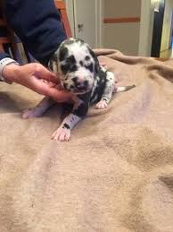 This may lead pent up anger which may cause. Litter Of 6 Great Dane Puppies For Sale In Pittston Pa Adn 29280 On Puppyfinder Com Gender Male Age 3 Weeks Old Dane Puppies Great Dane Puppy Great Dane