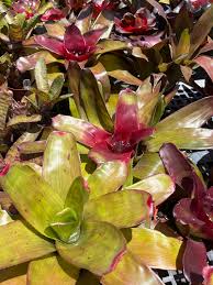 Image result for Nolletia arenosa