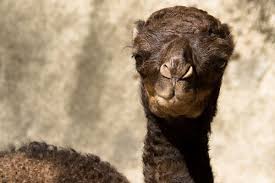 Can you guess the name? Camel Kisses And A Naming Contest In Brazil Zooborns