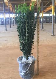 The the japanese boxwood naturally grows in a rounded shape, but can be pruned to any other shape that you would need. Ilex Crenata Sky Pencil Hedge Novocom Top