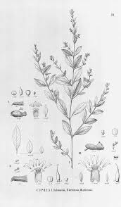 Image result for Cuphea carthagenensis