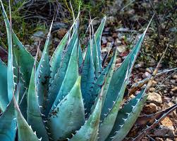 Want to learn even more? National Parks Quiz And Trivia 11 The Botany Edition