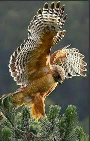fowl play panosundaki pin