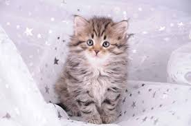 Nama ini memberi kucing kesan lucu dan imut. Wallpaper Kucing Imut 1024x680 Download Hd Wallpaper Wallpapertip