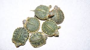 Red Eared Slider Care Sheet