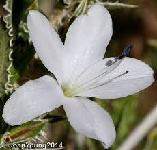 Image result for Barleria rigida