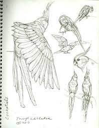 Animal Drawings In 2020 Bird Drawings Animal Drawings Bird Sketch