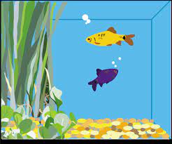 Did You Know You Must Never Display An Empty Or Broken Fish Tank As This Is A Very Bad Feng Shui Taboo If It Sits In Your W Feng Shui