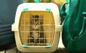 ameliyat sonrasi kedi suzi nin tedavi sureci suzionline