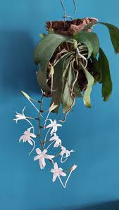 Image result for Aerangis