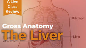 The ribs are curved, flat bones which form the majority of the thoracic cage. Anatomy Of Liver Porta Hepatis Gall Bladder Anatomyhub Youtube