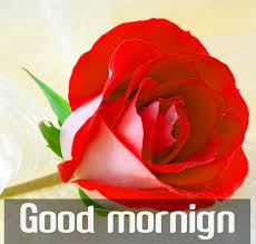 Check spelling or type a new query. Recklessly Good Morning Flowers Full Hd Images