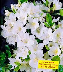 Durchbluhende Azalee Bloom Champion Weiss 1 Pflanze Im Mein Schoner Garten Shop Azaleen Pflanzen Kubelpflanzen