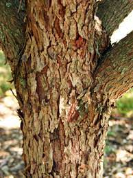 Eastern Redbud Cercis Canadensis Wisconsin Horticulture