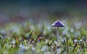 Gljive U Prirodi Slike Za Desktop I Pozadinu Slike Za Desktop Mushroom Wallpaper Stuffed Mushrooms Rain Wallpapers