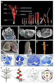 Parts of a typical flower: Frontiers Expression And Function Studies Of Cyc Tb1 Like Genes In The Asymmetric Flower Canna Cannaceae Zingiberales Plant Science