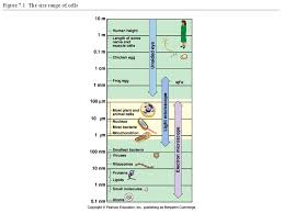 Check spelling or type a new query. Figure 7 4 A Prokaryotic Cell Cell Sizes Average Animal Cell 15 Microns Average Plant Cell 40 Microns Average Eukaryotic Cell Microns Average Ppt Download