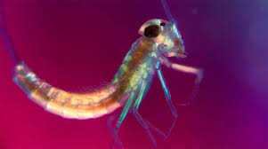 Image result for Polarized Microscopy