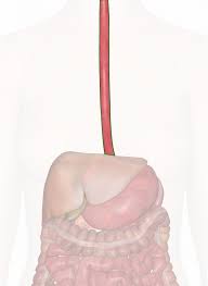 Image result for esophagus