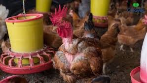 ▷ ?¿Cómo Criar Pollos de Engorde? Todas las respuestas AQUÍ