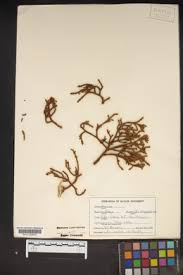 Image result for Thesium bequaertii