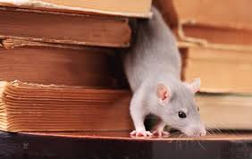 how to spot mice or rats in home