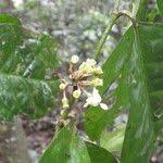 Image result for Aidia micrantha