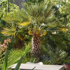 Image result for Chamaerops