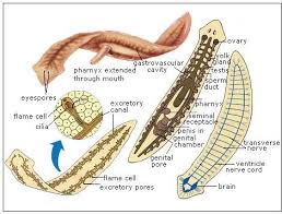 Triploblastic Animals The Acoelomates Phylum