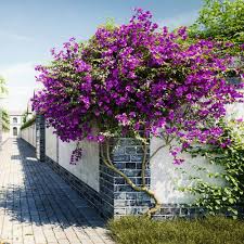 Image result for Bougainvillea