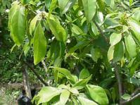 Image result for Cola natalensis