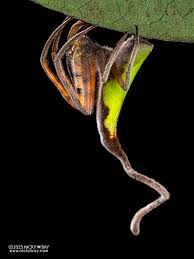 Image result for Polystachya pamelae