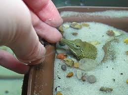 How To Set Up An Aquarium For A Baby Soft Shell Turtle Turtle Setup Turtle Habitat Turtle Tank Setup