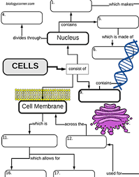 Cell Structures A Graphic Organizer Graphic Organizers Cell Structure Cells Worksheet