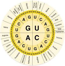 Ch12 13 Dna Rna Protein Mr Dodd Waldwick High School