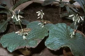 Image result for Streptocarpus sp.nov. aff. S. grandis