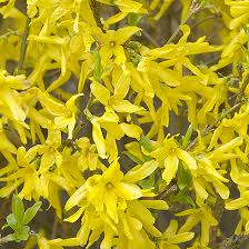 We did not find results for: Green Plus Forsythia 2 Gallon Container 84170 Rona