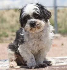 Shih tzu puppies colorado springs. Colorado Springs Colorado Shih Tzu Meet June A Senior Female Dog For Adoption Https Www Adoptapet Com Pet 21986817 Colorado Shih Tzu Shih Tzu Dog Pets