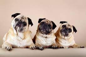 We did not find results for: Pug Dog Breed Information Pictures Characteristics Facts Dogtime