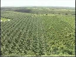 The term coconut (or the archaic cocoanut. Hybrid Coconut Tree Youtube