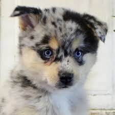 By cute pomsky • 3 years ago • homepage, buying a pomsky. Pomsky Usa For Sale Pomsky Puppies For Adoption Home Land Puppies