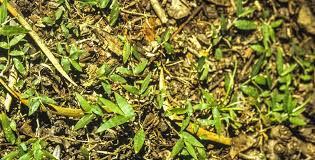 Image result for Oplismenus