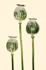 During this period, they can easily fall prey to many types of pests. Why Harvest Opiates When You Can Get Yeast To Produce Them Wired