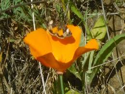 Image result for Commicarpus grandiflorus