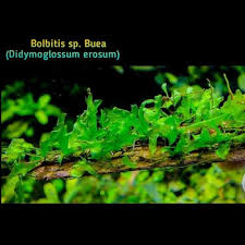 Image result for Didymoglossum erosum