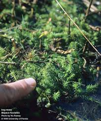 Image result for Mayaca baumii