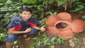 Cagar alam bukit bungkuk, kampar, riau, jadi pembicaraan dunia beberapa hari ini setelah ditemukan bunga bangkai tertinggi sejagat, yang mencapai 4,3 meter atau lebih tinggi semeter dari rekor dunia resmi. Ternyata Penemu Bunga Rafflesia Arnoldii Bukan Thomas Stamford Raffles Tapi Merahputih