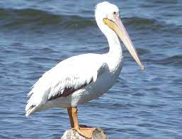 Stream san antonio spurs vs new orleans pelicans live. Door To Nature American White Pelicans Door County Pulse